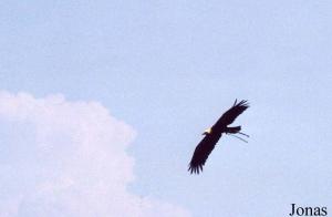 Rapace en vol libre à La Volerie des Aigles