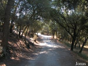 Collines provençales