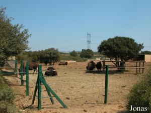 Enclos des bisons américains