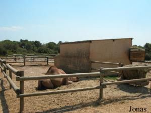 Enclos des dromadaires