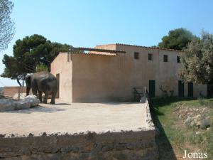 Installation des éléphants asiatiques