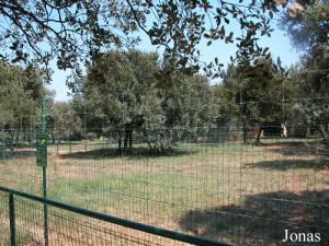 Enclos des loups à crinière