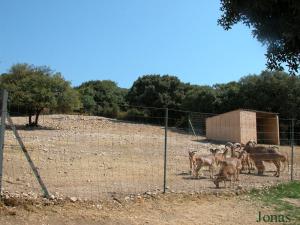 Enclos des mouflons à manchettes