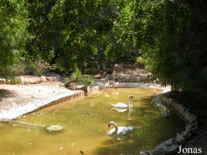 Bassin des oiseaux aquatiques