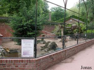 Enclos des coatis à queue annelée