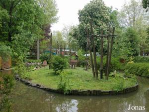 Île des gibbons à mains blanches