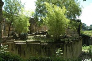 Ancien plateau des loups, occupé par des coatis