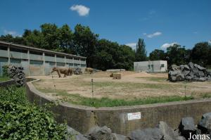 Installation des éléphants asiatiques