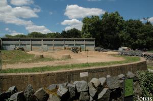 Installation des éléphants asiatiques