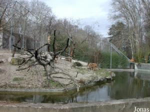 Un des enclos des lions de l'Atlas