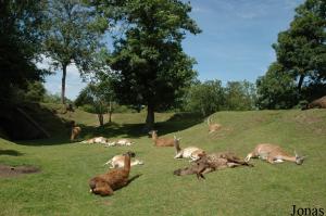 Groupe de guanacos