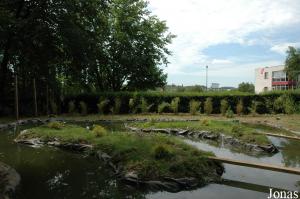 Îles pour callithricidés en cours d'aménagement