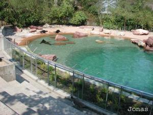 Bassin des otaries à crinière 