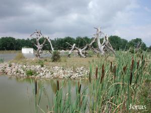 Île pour lémuriens