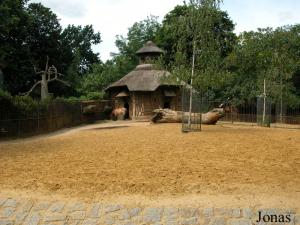 Enclos des chevaux de Przewalski