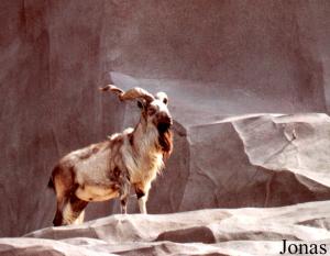 Markhor