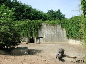 Ancienne fosse aux ours hébergeant à présent des cochons