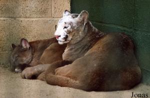 Pumas (Puma concolor)