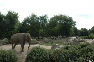 Installation des éléphants asiatiques