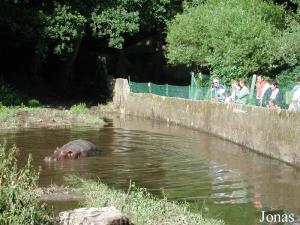 Enclos des hippopotames