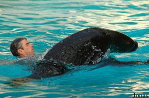 Spectacle d'otaries