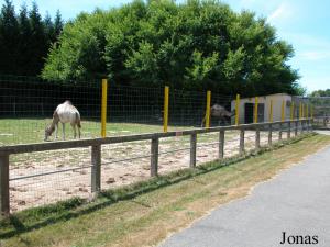 Enclos des dromadaires