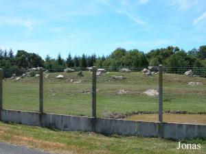 Enclos des mouflons à manchettes