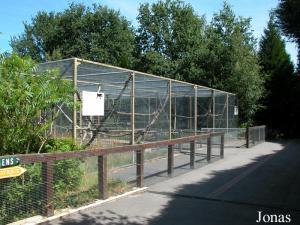 Installation des cercopithèques et des lémuriens