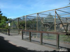 Installation des cercopithèques et des lémuriens