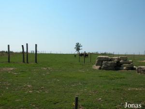 Enclos des bisons américains