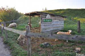 Ferme, la bergerie