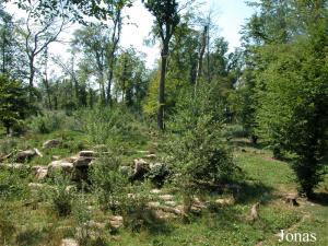 Enclos des loups gris européens