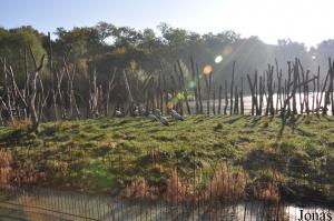 Le Voyage de Néo, enclos des grues demoiselles