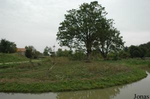 Île des capucins à épaules blanches