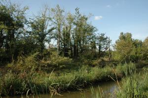 Île des singes laineux