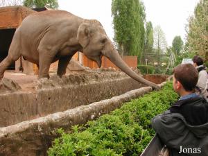 Éléphant asiatique femelle