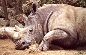 Rhinocéros blanc (Ceratotherium simum simum)