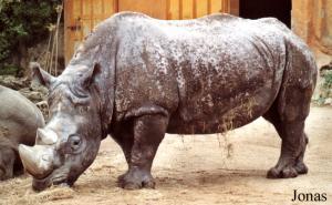 Rhinocéros blanc (Ceratotherium simum simum)