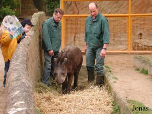 Tapir terrestre et ses soigneurs