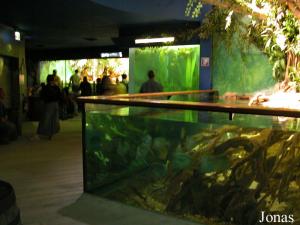 Première mangrove au premier plan, aquarium des piranhas au deuxième plan, deuxième mangrove, longue de 9 mètres, au troisième plan