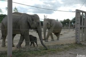 Groupe reproducteur d'éléphants asiatiques