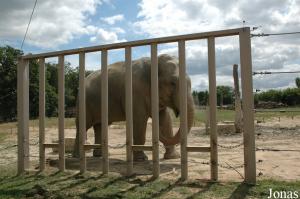 Chang, éléphant asiatique mâle