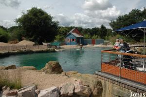 Bassin des phoques veaux marins