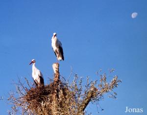 Cigognes blanches