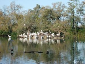 Colonie de pélicans frisés