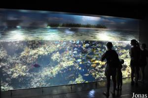 Aquarium, Le Lagon aux Requins vu du niveau -1