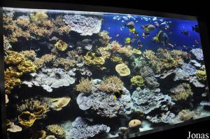 Aquarium, salle des mers tropicales