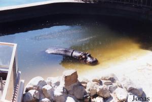 Bassin de l'hippopotame