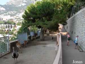 Enclos des cobes lechwe et des nandous