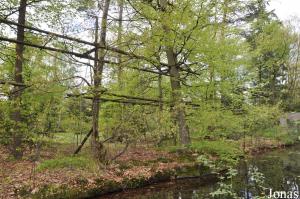 Île des gibbons à favoris blancs